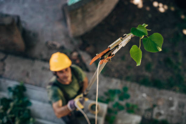 Tree and Shrub Care in Gurnee, IL